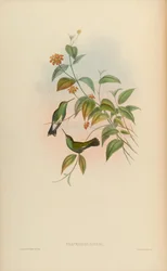 Thaumatias linnaei = Amazillia fimbriata fimbriata